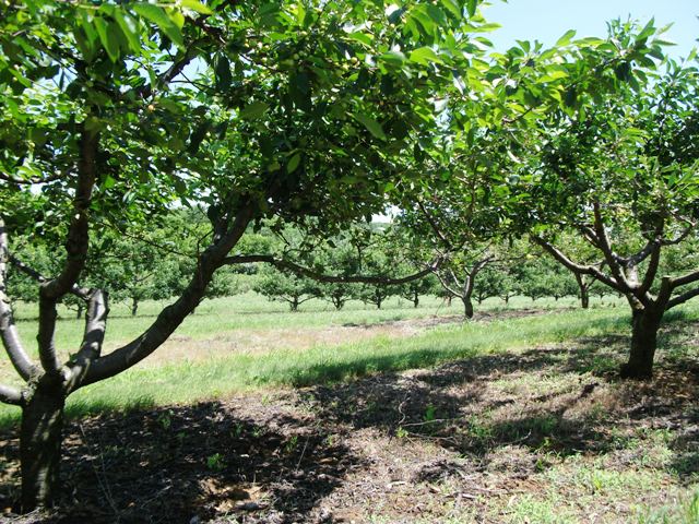 Orchard at Monmouth Battlefield